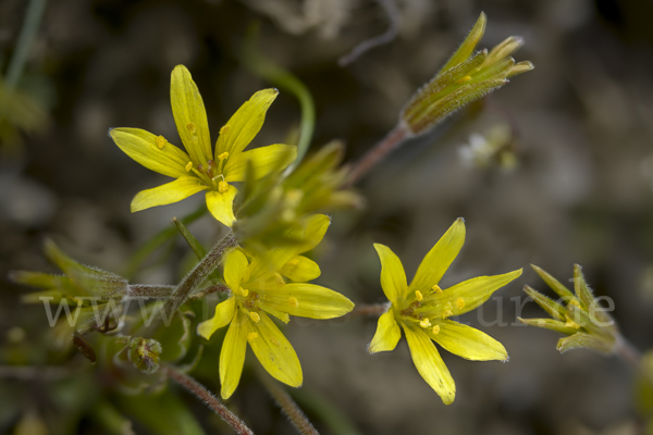 Acker-Goldstern (Gagea villosa)