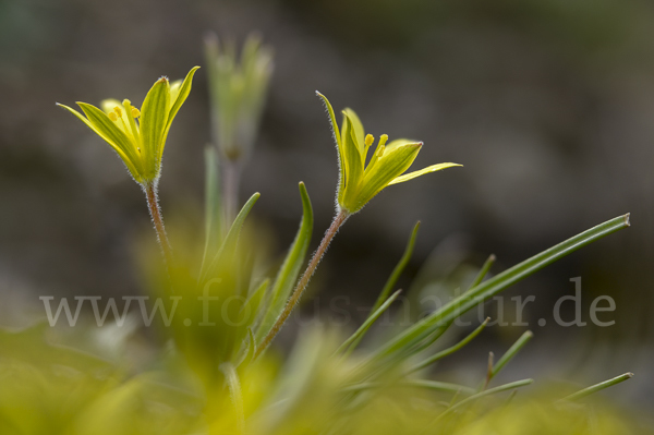 Acker-Goldstern (Gagea villosa)