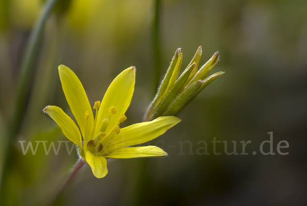 Acker-Goldstern (Gagea villosa)