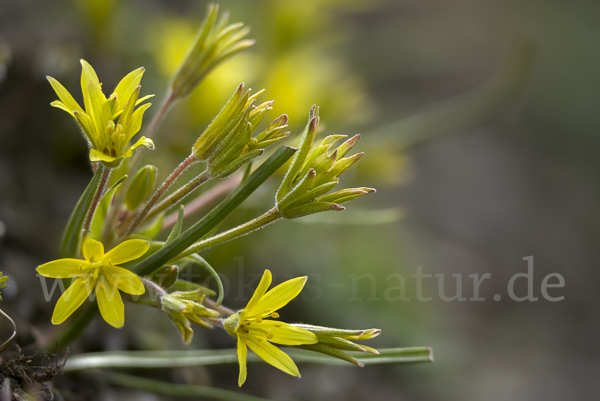 Acker-Goldstern (Gagea villosa)