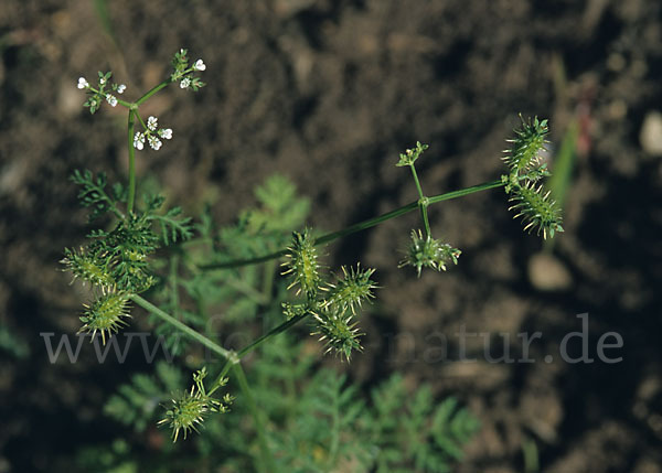 Acker-Haftdolde (Caucalis platycarpos)