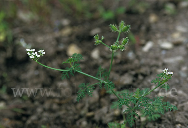 Acker-Haftdolde (Caucalis platycarpos)