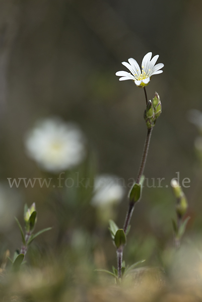 Acker-Hornkraut (Cerastium arvense)