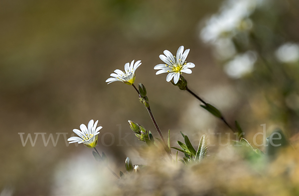 Acker-Hornkraut (Cerastium arvense)