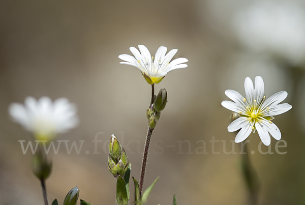 Acker-Hornkraut (Cerastium arvense)