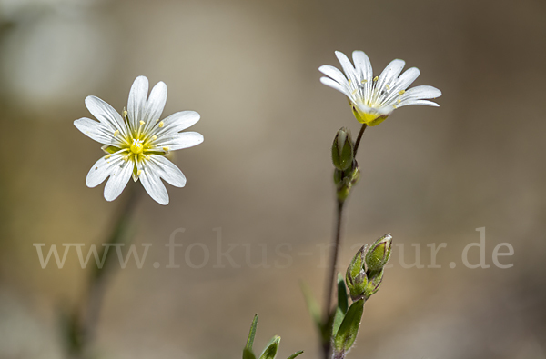 Acker-Hornkraut (Cerastium arvense)