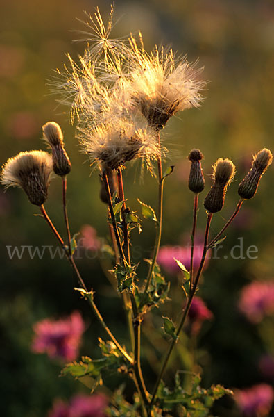 Acker-Kratzdistel (Cirsium arvense)