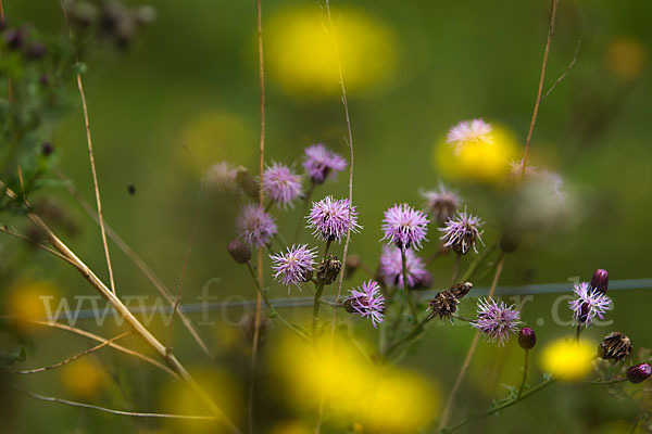 Acker-Kratzdistel (Cirsium arvense)