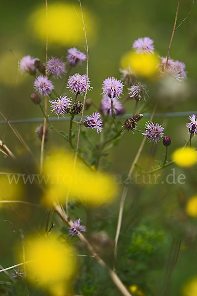 Acker-Kratzdistel (Cirsium arvense)