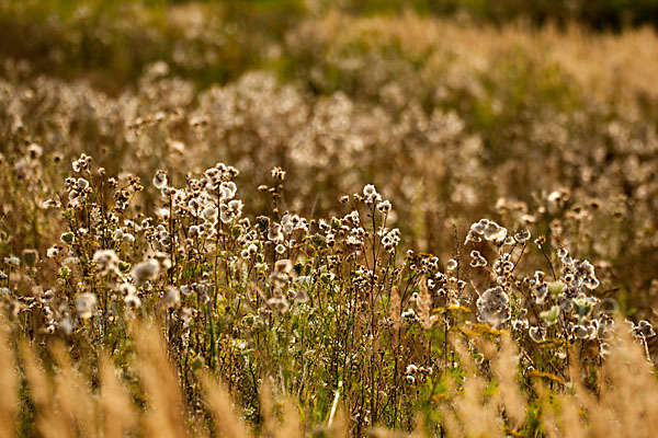 Acker-Kratzdistel (Cirsium arvense)