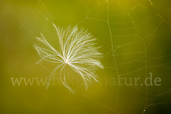 Acker-Kratzdistel (Cirsium arvense)