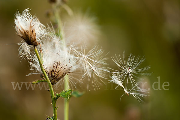 Acker-Kratzdistel (Cirsium arvense)