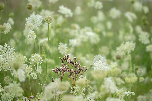 Acker-Kratzdistel (Cirsium arvense)