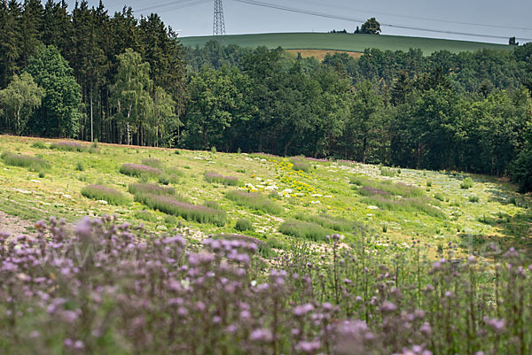 Acker-Kratzdistel (Cirsium arvense)