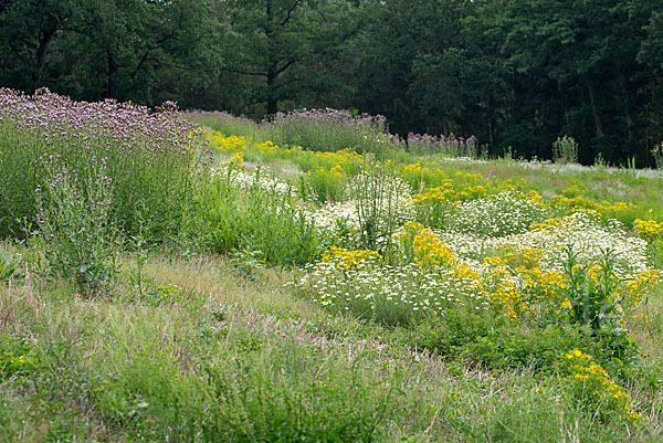 Acker-Kratzdistel (Cirsium arvense)