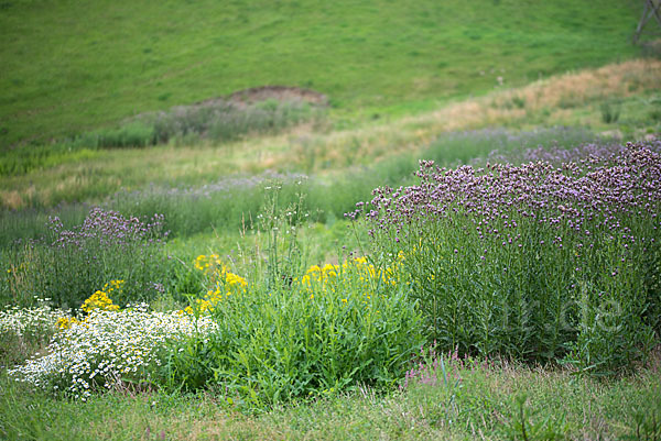 Acker-Kratzdistel (Cirsium arvense)