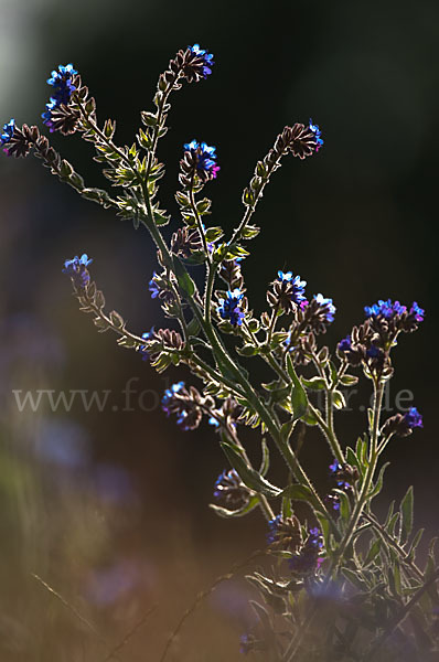 Acker-Krummhals (Anchusa arvensis)