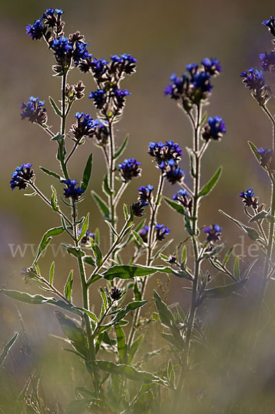 Acker-Krummhals (Anchusa arvensis)