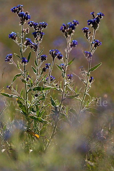 Acker-Krummhals (Anchusa arvensis)