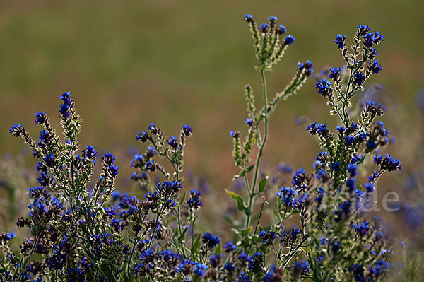 Acker-Krummhals (Anchusa arvensis)