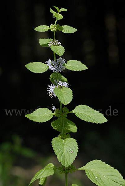 Acker-Minze (Mentha arvensis)