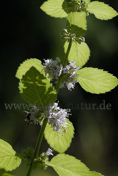 Acker-Minze (Mentha arvensis)