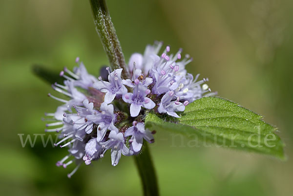 Acker-Minze (Mentha arvensis)