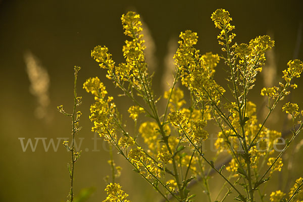 Acker-Senf (Sinapis arvensis)