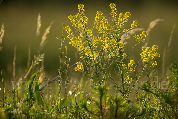 Acker-Senf (Sinapis arvensis)