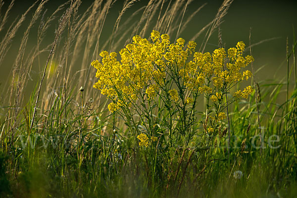 Acker-Senf (Sinapis arvensis)