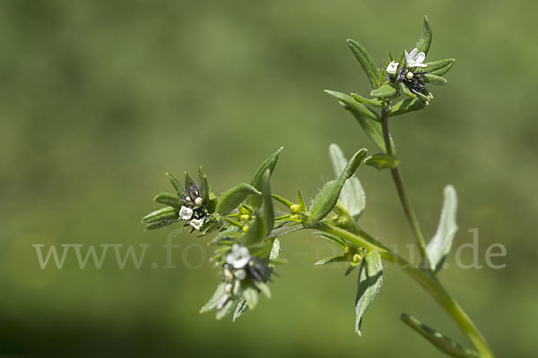 Acker-Steinsame (Buglossoides arvensis)