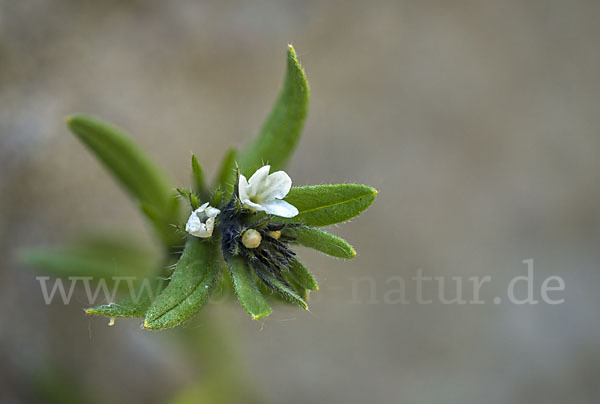 Acker-Steinsame (Buglossoides arvensis)