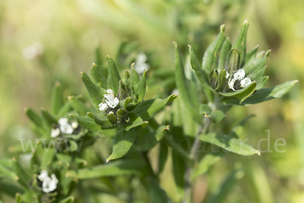 Acker-Steinsame (Buglossoides arvensis)