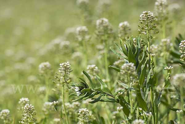 Acker-Steinsame (Buglossoides arvensis)