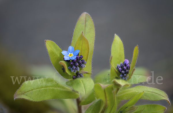 Acker-Vergissmeinnicht (Myosotis arvensis)