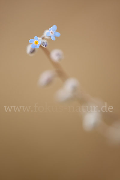 Acker-Vergissmeinnicht (Myosotis arvensis)