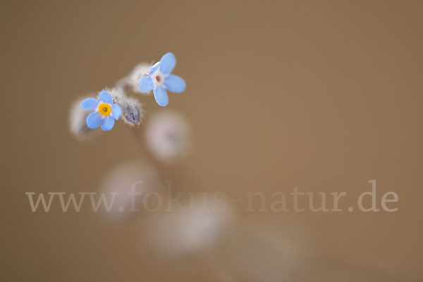 Acker-Vergissmeinnicht (Myosotis arvensis)