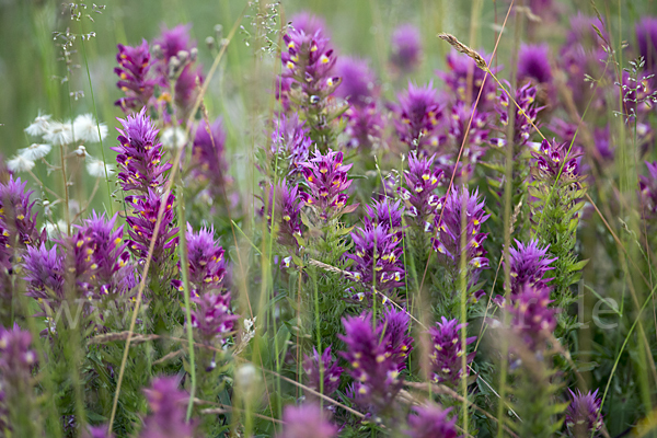 Acker-Wachtelweizen (Melampyrum arvense)