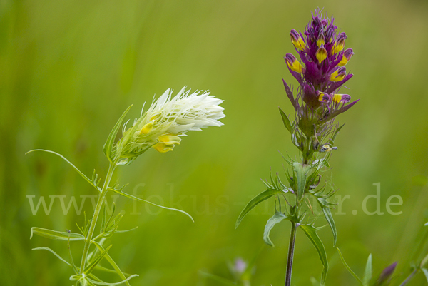 Acker-Wachtelweizen (Melampyrum arvense)