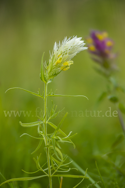 Acker-Wachtelweizen (Melampyrum arvense)