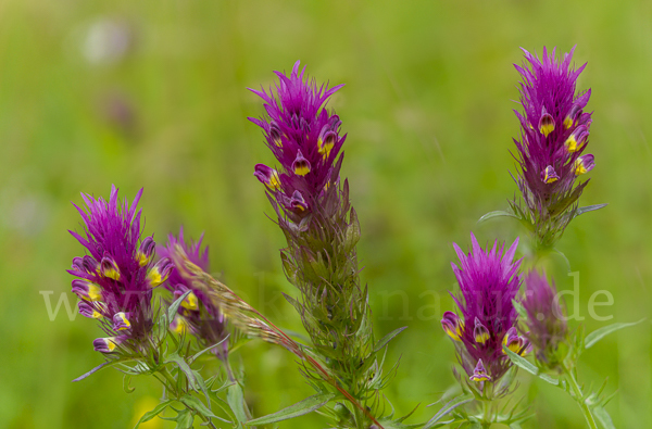 Acker-Wachtelweizen (Melampyrum arvense)