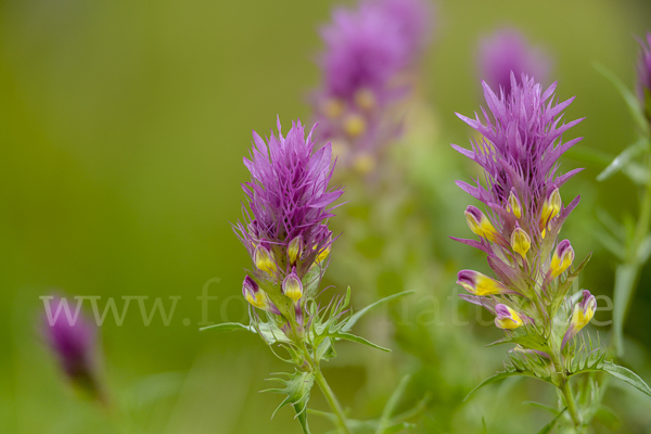 Acker-Wachtelweizen (Melampyrum arvense)