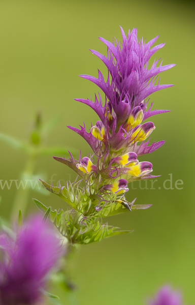 Acker-Wachtelweizen (Melampyrum arvense)