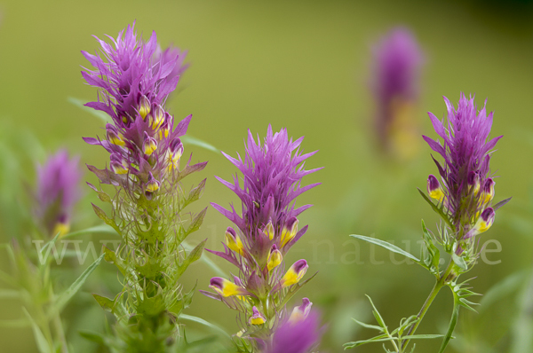 Acker-Wachtelweizen (Melampyrum arvense)