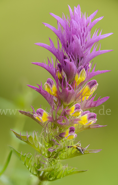 Acker-Wachtelweizen (Melampyrum arvense)