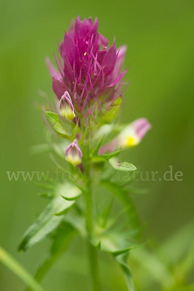 Acker-Wachtelweizen (Melampyrum arvense)