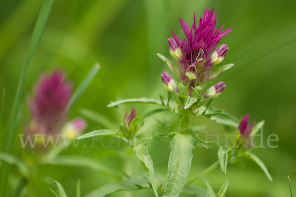 Acker-Wachtelweizen (Melampyrum arvense)