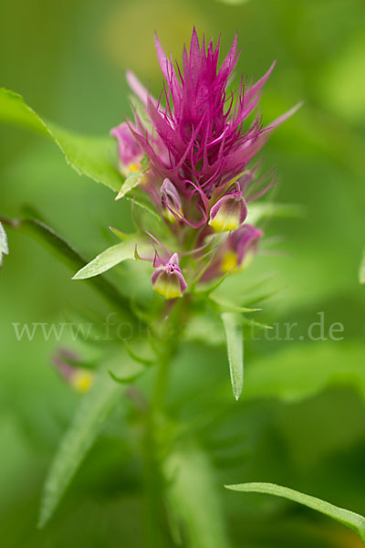 Acker-Wachtelweizen (Melampyrum arvense)