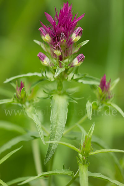 Acker-Wachtelweizen (Melampyrum arvense)