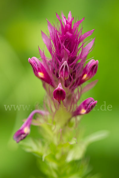 Acker-Wachtelweizen (Melampyrum arvense)